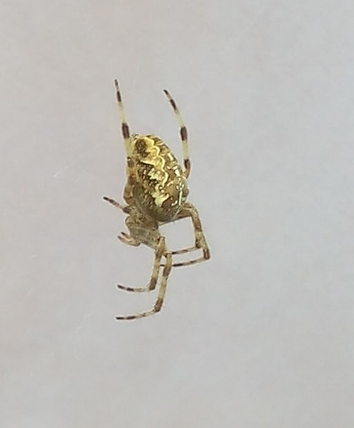 Araneidae: Araneus diadematus  - Dossena (BG)